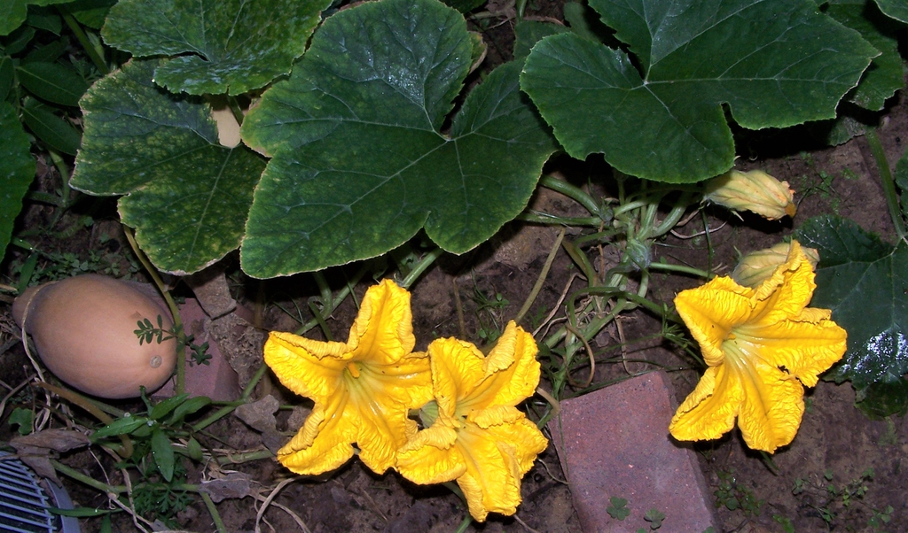 Cucurbita moschata